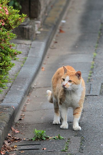 街のねこたち