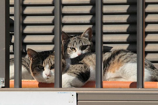 街のねこたち