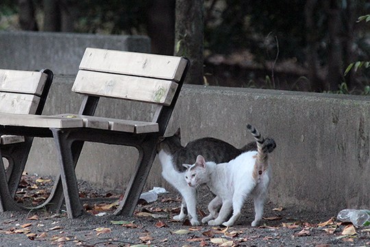 街のねこたち