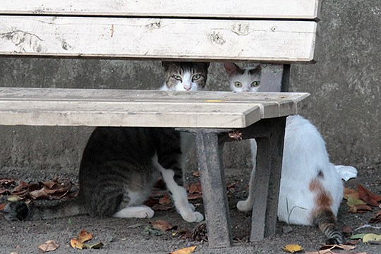 街のねこたち