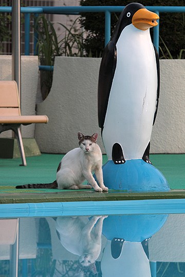 街のねこたち