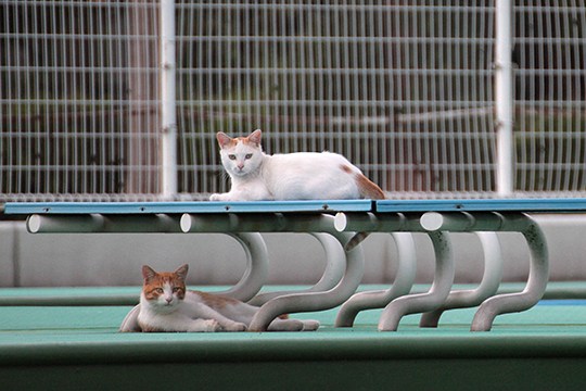 街のねこたち