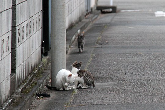 街のねこたち