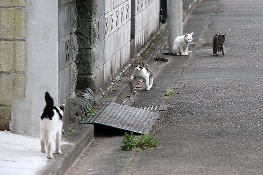 街のねこたち