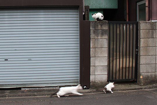 街のねこたち