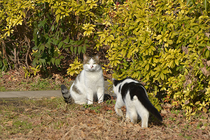 街のねこたち