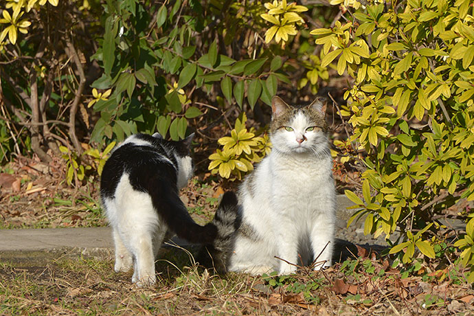 街のねこたち