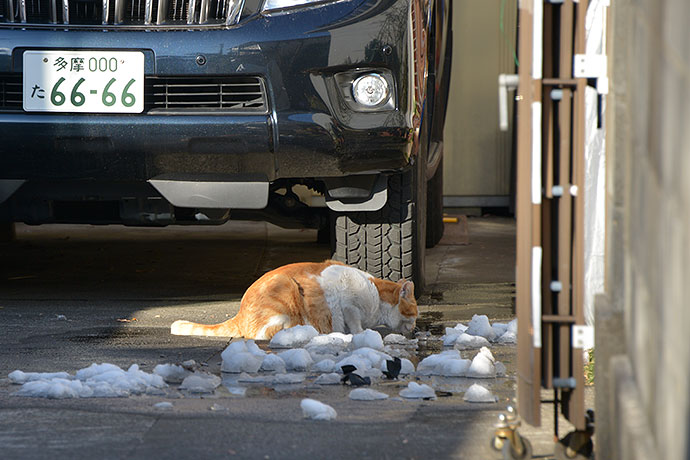 街のねこたち
