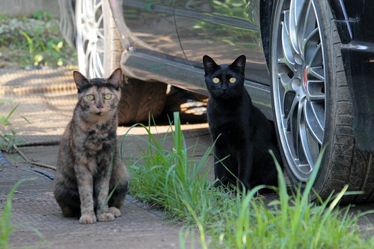 街のねこたち
