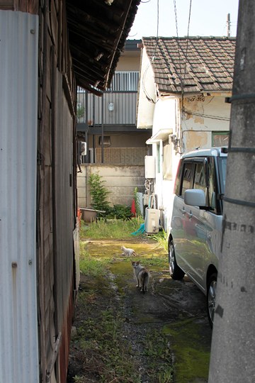 街のねこたち