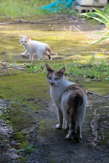 街のねこたち