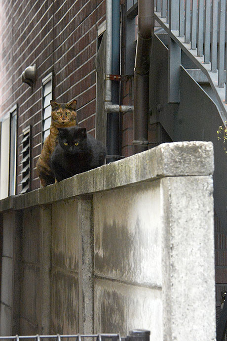 街のねこたち