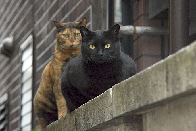 街のねこたち