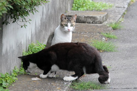 街のねこたち