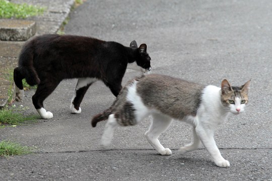 街のねこたち