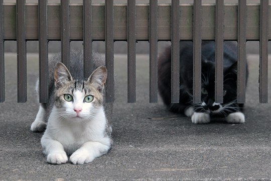 街のねこたち