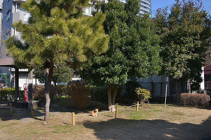 街のねこたち