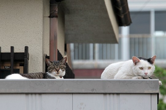 街のねこたち