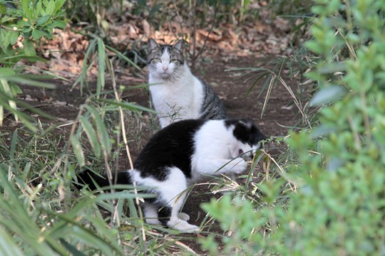 街のねこたち