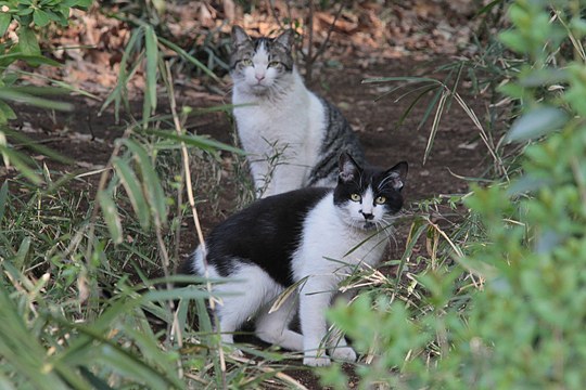 街のねこたち