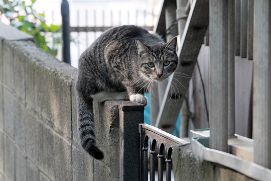 街のねこたち