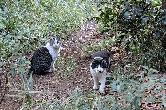 街のねこたち