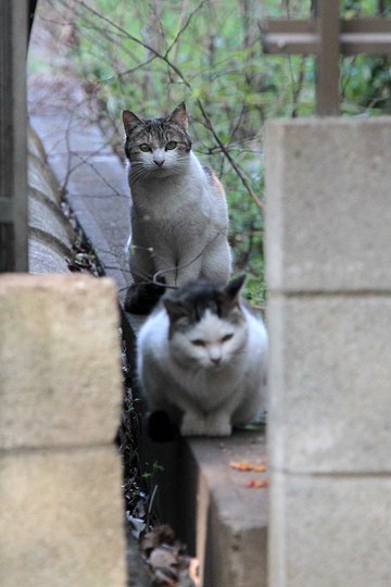 街のねこたち