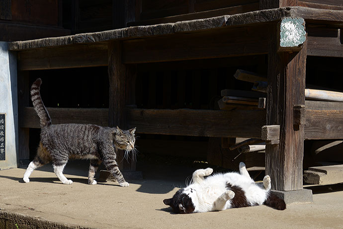 街のねこたち