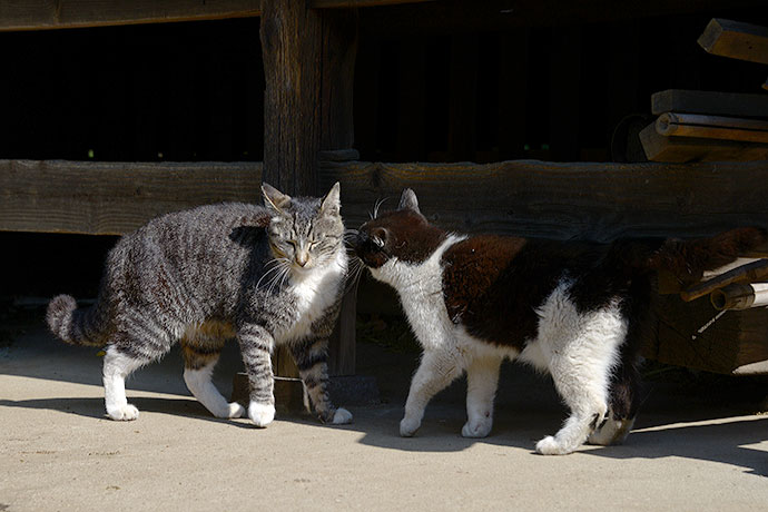街のねこたち
