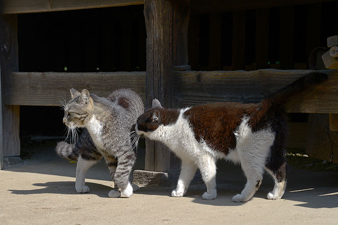 街のねこたち