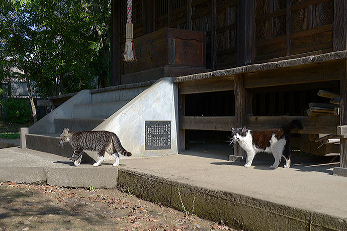 街のねこたち