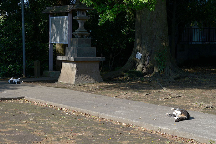 街のねこたち