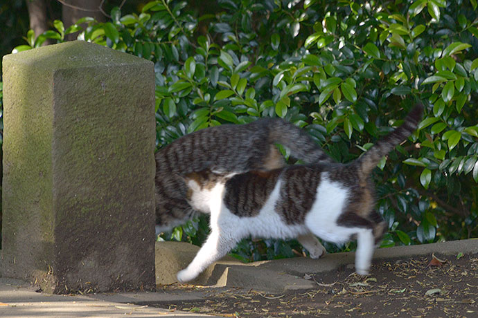 街のねこたち