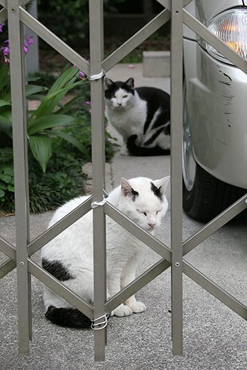 街のねこたち