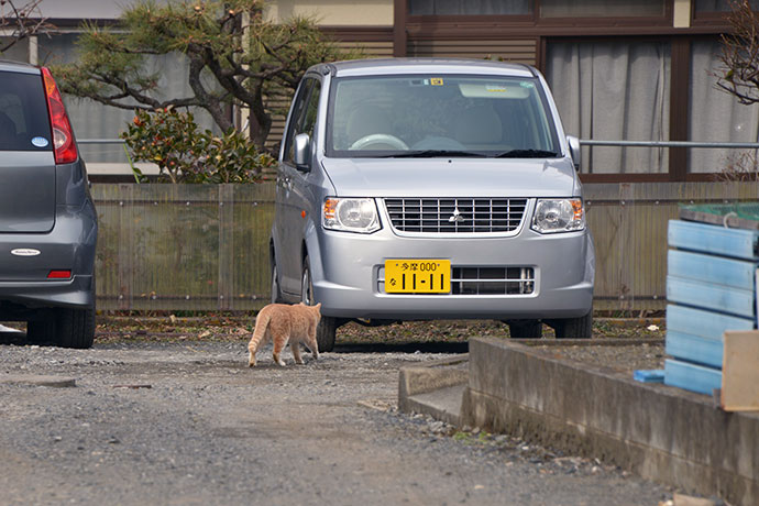 街のねこたち
