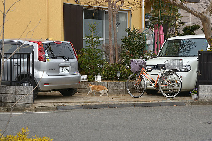 街のねこたち