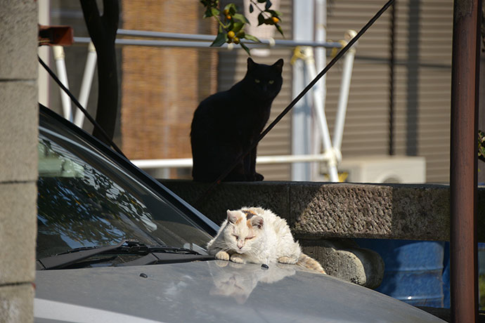 街のねこたち