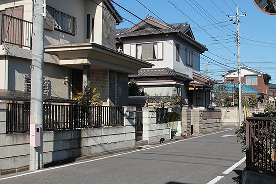 街のねこたち