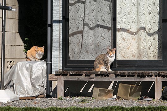 街のねこたち