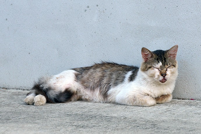 街のねこたち
