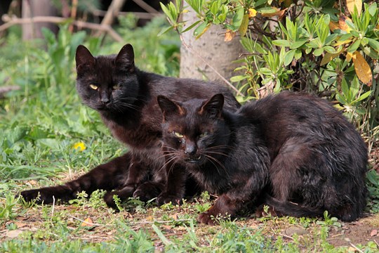 街のねこたち