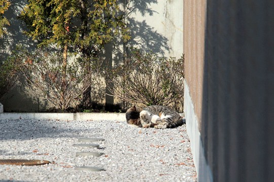 街のねこたち