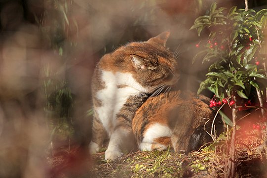 街のねこたち