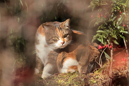 街のねこたち