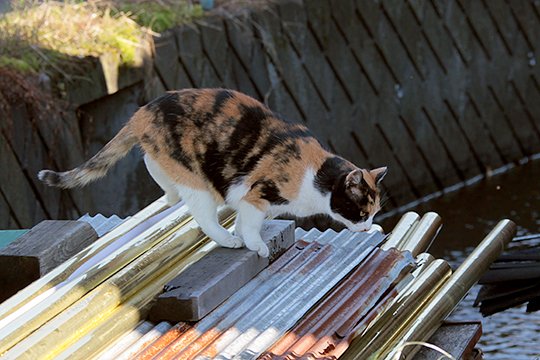 街のねこたち