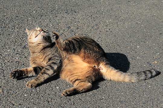 街のねこたち