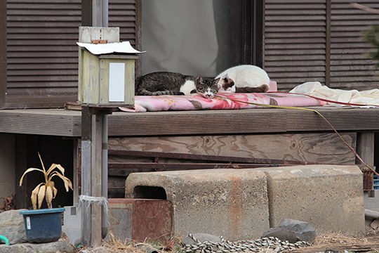街のねこたち
