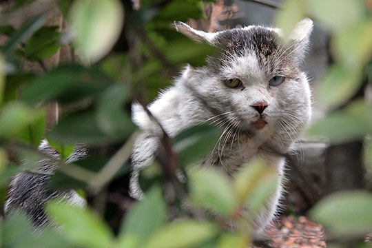 街のねこたち