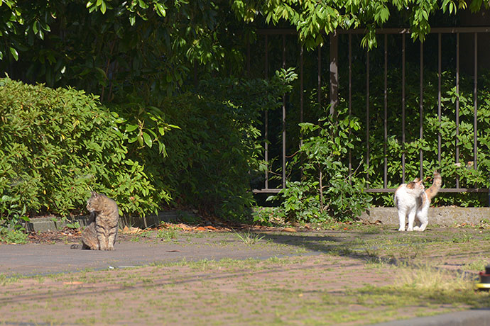 街のねこたち