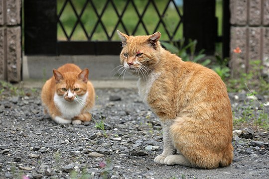 街のねこたち